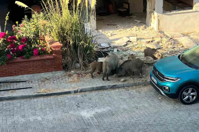 Domuz sürüsü mahalleye indi, vatandaşlar tedirgin oldu
