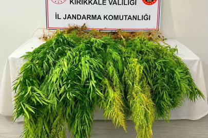 Mısır tarlasından kenevir çıktı: 3 gözaltı
