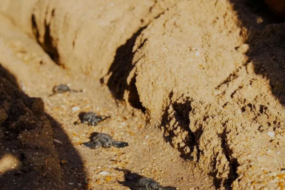 Didim’de Caretta caretta yuvasından 82 yavru denize ulaştı
