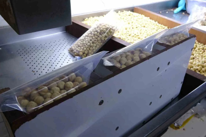 Fındıkta hasat sezonu tamamlandı; kırım, kavurma ve paketleme çalışmaları başladı
