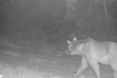 Ormanda yiyecek arayan ayı kamerada
