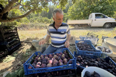 Antalya’da geciken incir hasat düşük rekolteye sebep oldu
