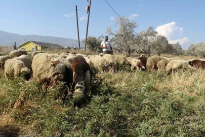 Maaşlarıyla gündem olan çobanlar, günde litrelerce su tüketerek kavurucu sıcakta mesaiyi sürdürüyor
