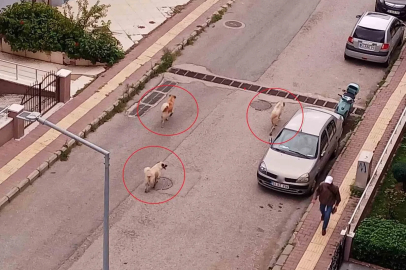 Atakum’da başıboş köpek tedirginliği

