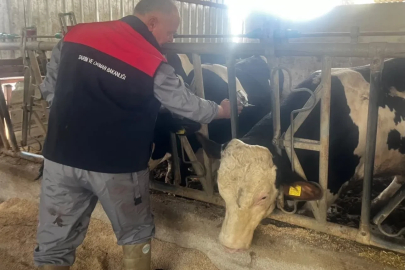 Baklan’da sonbahar dönemi şap aşılamaları başladı
