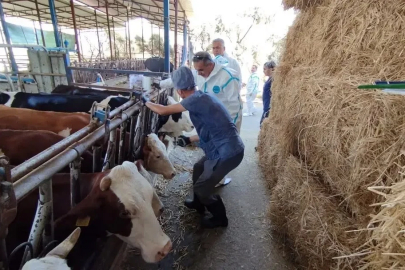 Aydın’da sonbahar şap aşısı kampanyası başladı
