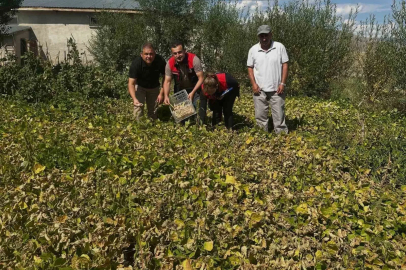 Aydıntepe şeker fasulyesi tarlada denetlendi
