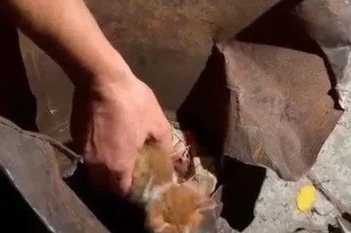 Osmaniye’de soba kovasına sıkışan yavru kedi kurtarıldı

