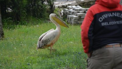 Bursa’da yaralı pelikana belediye sahip çıktı