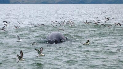 Grönland balinaları evlerine dönemiyor