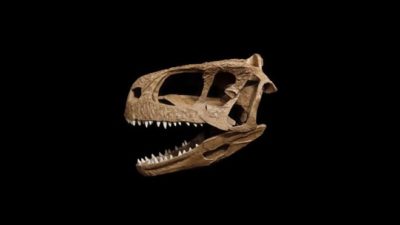 T-Rex’e benzeyen yeni bir dinozor keşfedildi