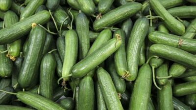 Tarım Bakanlığından ‘salatalık ithalatı’ açıklaması