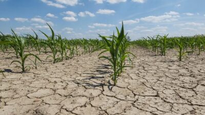 Türkiye’de tarımsal üretimde kuraklık tehlikesi