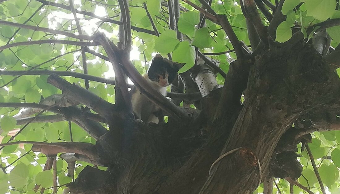 Bursa’da ağaçta kalan kediyi itfaiye kurtardı