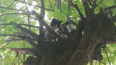 Bursa’da ağaçta kalan kediyi itfaiye kurtardı