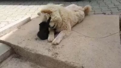 Bursa’da kedi ile köpeğin şaşırtan dostluğu