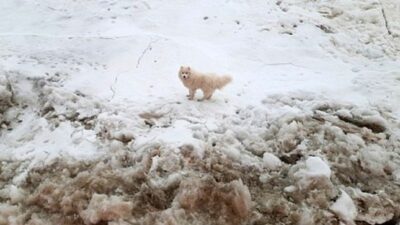 Kuzey Kutbu’nda kaybolan köpeği, Rus buzkıran gemisi buldu