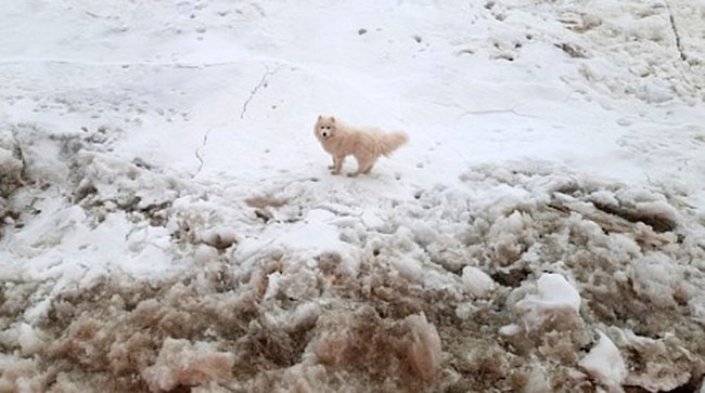 Kuzey Kutbu’nda kaybolan köpeği, Rus buzkıran gemisi buldu