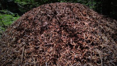Uludağ’da dev karınca yuvaları görenleri şaşırtıyor
