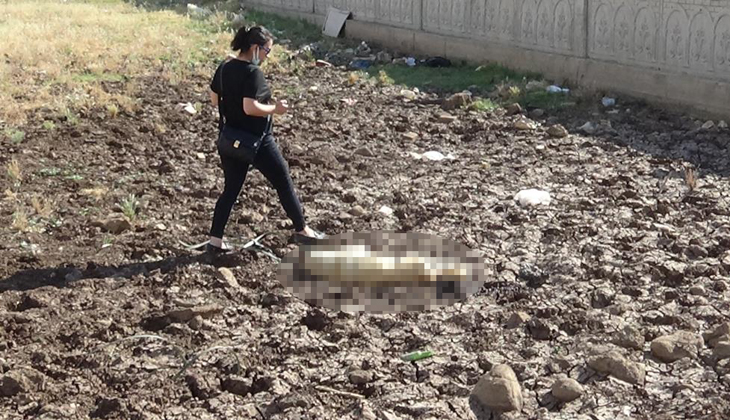 Diyarbakır’da bir köpek boynuna ip bağlanarak öldürüldü