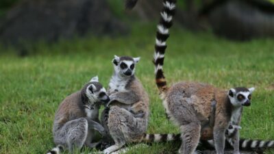 Bursa Hayvanat Bahçesi’nde lemur ailesi genişliyor