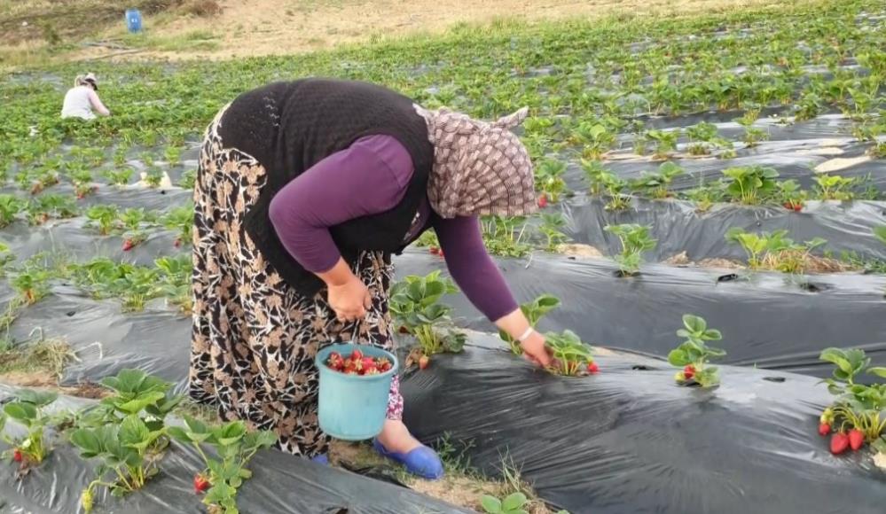 Bursa’nın dağ ilçelerinde imece ile çilek hasadı başladı