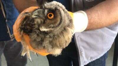 Bursa’da yaralı baykuşu esnaf kurtardı
