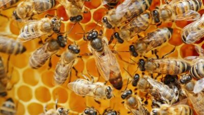 Güney Afrika’da arılar arasında yeni hastalık: Topluca ölüyorlar