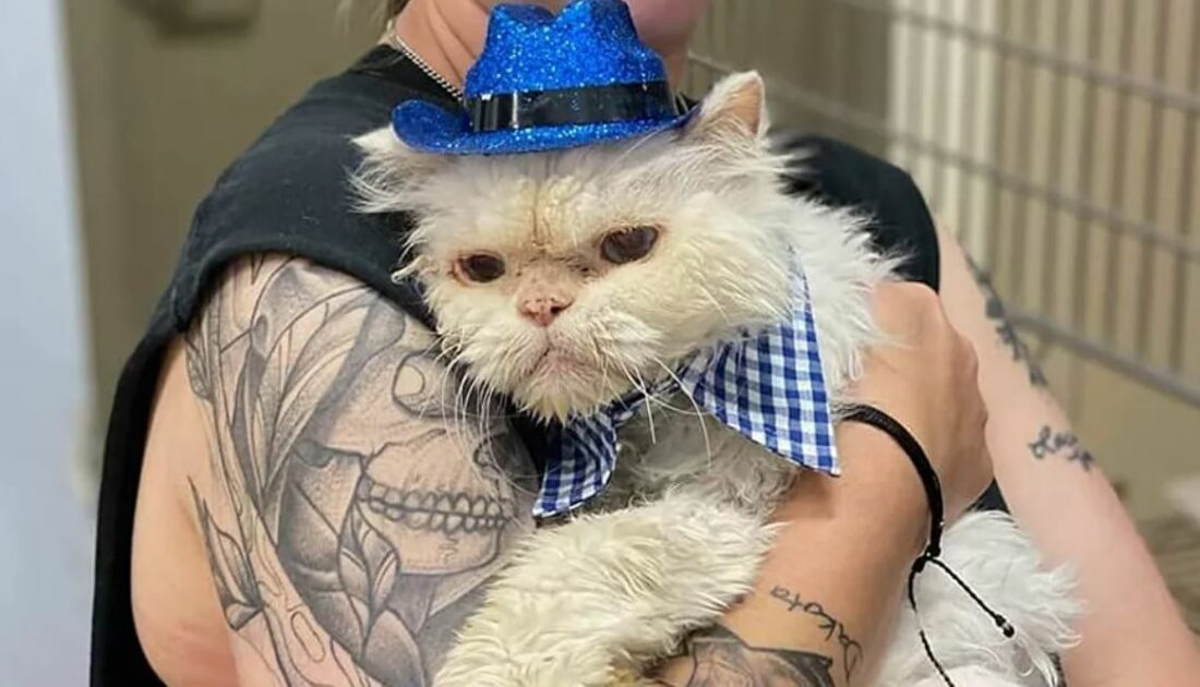 19 yaşındaki kedi Sammy’e doğum günü sürprizi