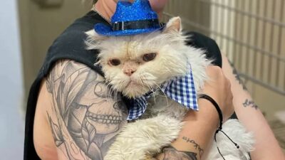 19 yaşındaki kedi Sammy’e doğum günü sürprizi