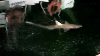 Haliç’te balıkçının oltasına köpek balığı takıldı