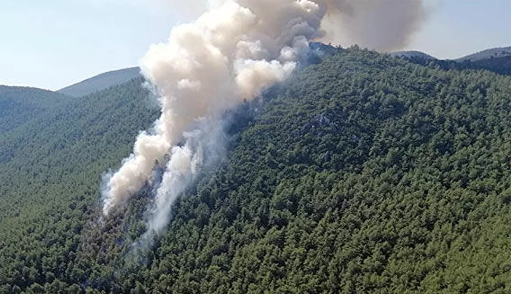 Muğla’da orman yangını