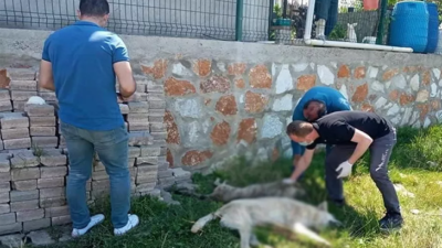 Yalova’da 7 köpek zehirlenerek öldürüldü