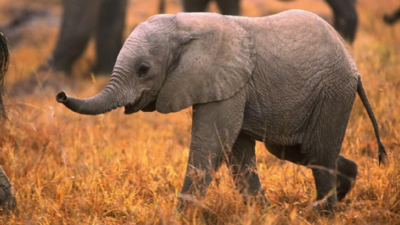 Fillere koruyucu aile tahsis edilecek