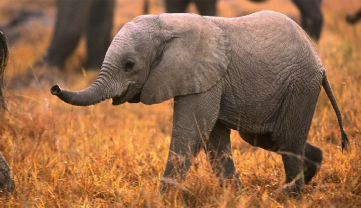 Fillere koruyucu aile tahsis edilecek
