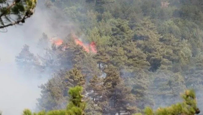 Hatay’da orman yangını