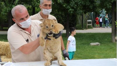 Bursa Zoo’da aslan ailesinde yavru sevinci