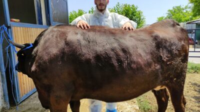Bursa’da masaj yaparak büyüttüğü hayvanların kilosunu bin 200 dolardan satıyor