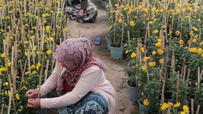 Bursa’nın dağ yöresinde yaşayan kadınlar çiçek tohumu üretiyor