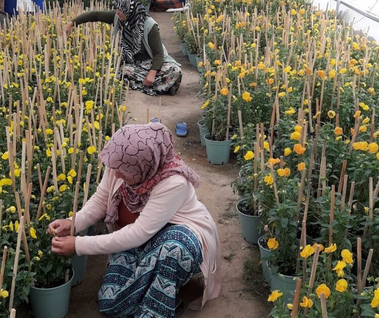 Bursa’nın dağ yöresinde yaşayan kadınlar çiçek tohumu üretiyor