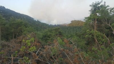Bilecik’te kontrol altına alınan orman yangını yeniden başladı
