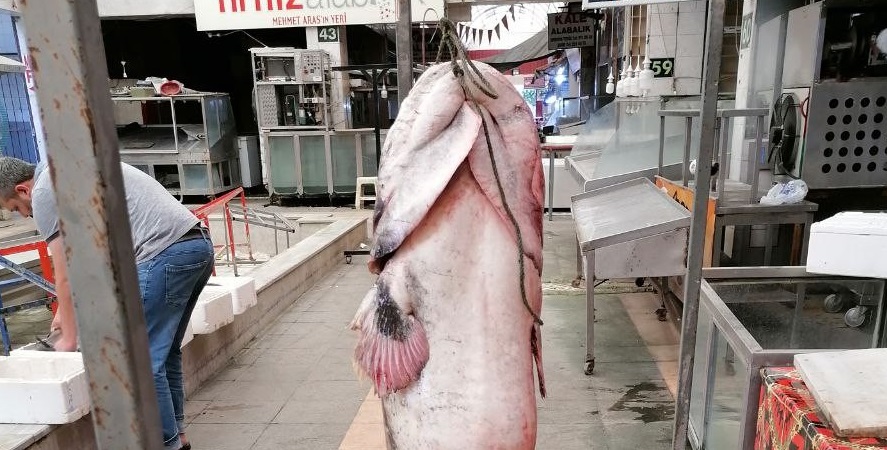 Baraj göletinde yakalandı… Tam 3 metre! Baraj göletinde yakalandı… Tam 3 metre!