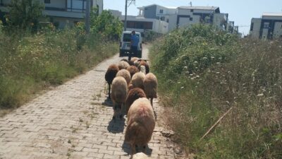 Koyunları kaybolan çiftçinin yardımına zabıta koştu