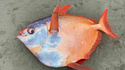 Nadiren görülen dev Opah balığı kıyıya vurdu