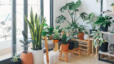 Evin havasını temizleyen 30 mucizevi bitki!