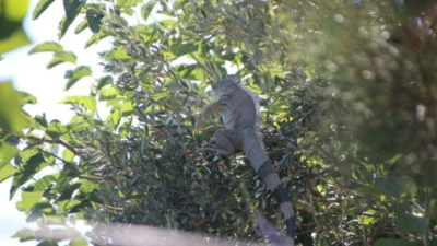 Bodrum’da iguana alarmı