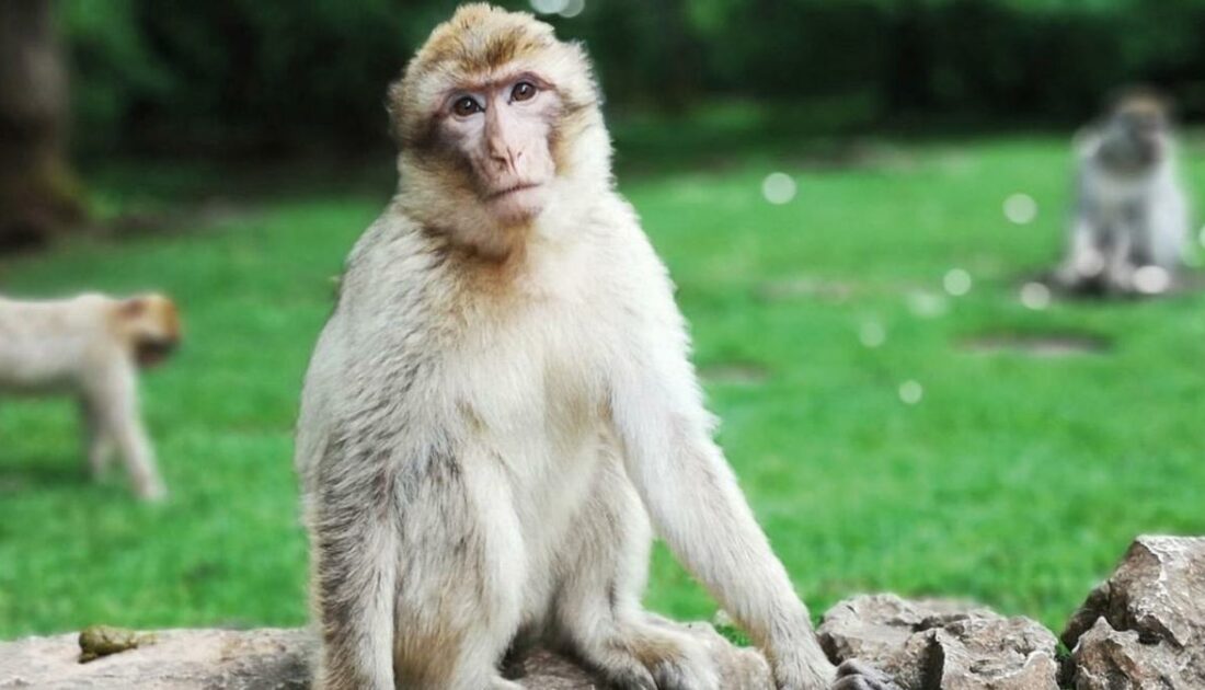 Çin’de bir veterinerin canını alan Maymun B virüsü nedir?