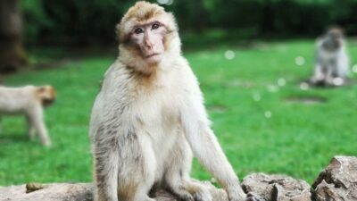 Çin’de bir veterinerin canını alan Maymun B virüsü nedir?