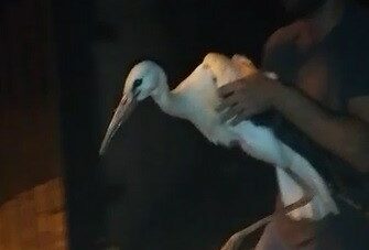 Bursa’da UEDAŞ’tan leylek operasyonu! Bursa’da UEDAŞ’tan leylek operasyonu!