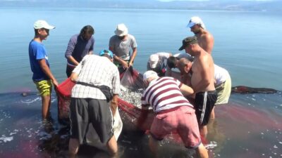 İznik Gölü’nde ‘gümüş’ sıkıntısı! Balıkçılar tedirgin